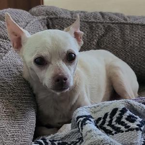 A small white dog with large ears lying on a textured blanket.