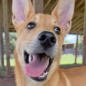 Avalanche, Mixed Breed (Medium), young, available for adoption