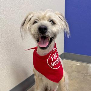 Captain, Mixed Breed (Medium), adult, available for adoption