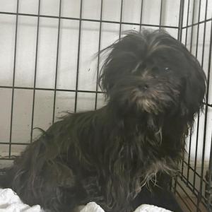 Dr. Trevina B1, Mixed Breed, adult, available for adoption