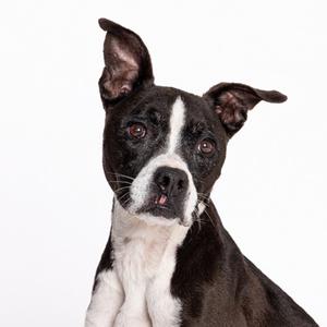 A black and white dog with a white stripe down its face, looking directly at the camera against a white background.