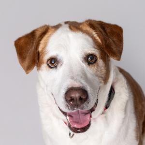 A close-up of a brown and white dog with floppy ears, looking directly at the camera with its tongue out.