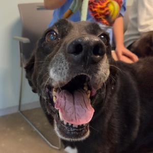 Adam, Mixed Breed (Medium), senior, available for adoption