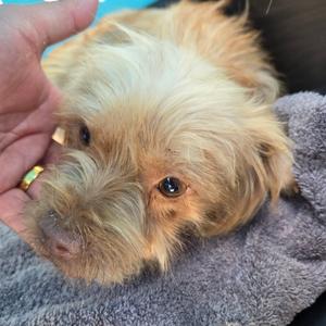 A close-up of a small, fluffy dog with light brown fur being gently held by a person's hand.