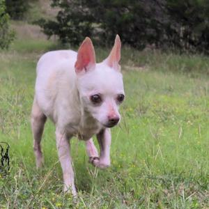 Bon Bon, Mixed Breed, senior, available for adoption