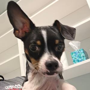 Chalino, Mixed Breed (Small), adult, available for adoption