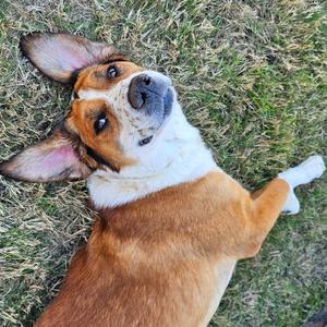 Charlie Bones, Mixed Breed, adult, available for adoption