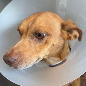 Cee cee, Mixed Breed (Small), adult, available for adoption
