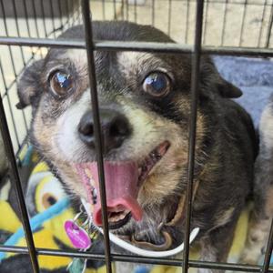 Bubbles, Mixed Breed, senior, available for adoption