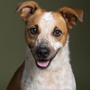 Charlie, Mixed Breed, adult, available for adoption