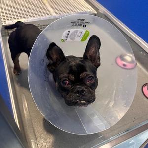 Batman, Mixed Breed, adult, available for adoption