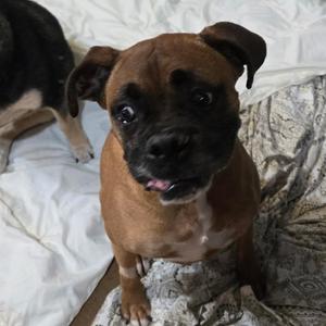 Blue, Mixed Breed, senior, available for adoption