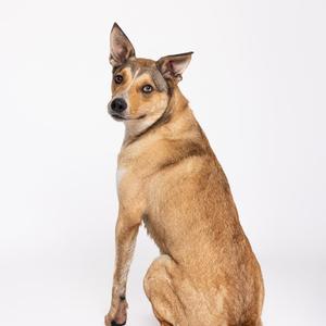 Axl, Mixed Breed, young, available for adoption