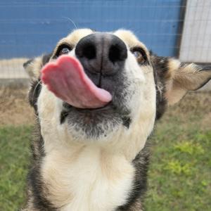 A close-up of a dog with a black and white face, sticking out its pink tongue, against a blue fence background.