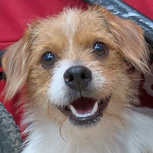 Bumi, Mixed Breed (Small), adult, available for adoption