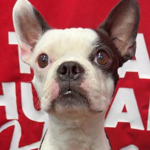 Blaney FKA Chico, Mixed Breed, adult, available for adoption