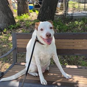 Bubba, Mixed Breed (Large), senior, available for adoption
