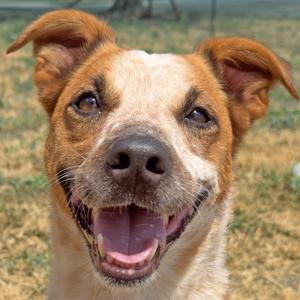 a happy dog with its mouth open, showing its tongue
