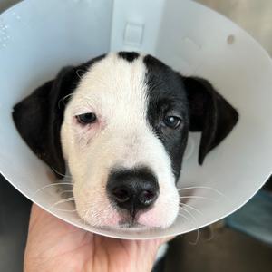 Bo, Mixed Breed (Medium), puppy, available for adoption
