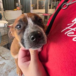 Bingo, Mixed Breed, puppy, available for adoption