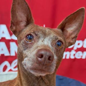 Barbie, Mixed Breed (Small), adult, available for adoption