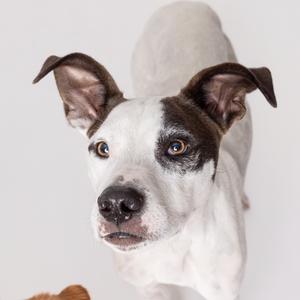 A close-up of a white dog with brown patches on its face and ears, looking directly at the camera.
