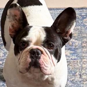 Barkthalomew, Mixed Breed, adult, available for adoption