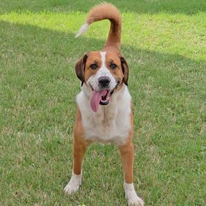 A brown and white dog with a long tail standing on grass, its tongue out and tail curled over its back.