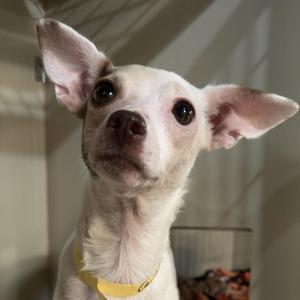 Caramel, Mixed Breed, young, available for adoption