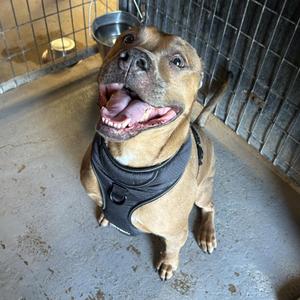 Carl, Mixed Breed, adult, available for adoption