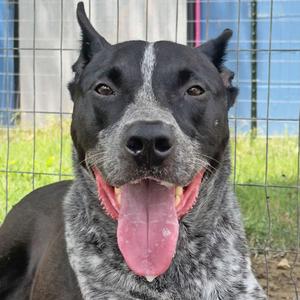 Bandit**/Harold, Mixed Breed (Large), senior, available for adoption