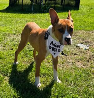 Zeke, Basenji, puppy, available for adoption