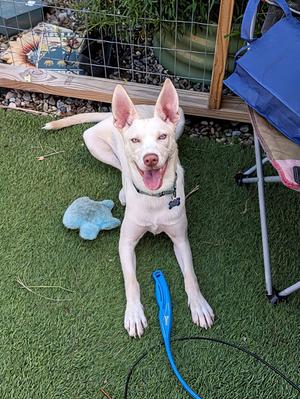 Hugo, Husky / 31 Flavors Mixes, puppy, available for adoption