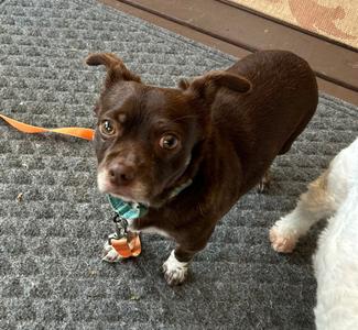 Rusty, Chihuahua / Pug, adult, available for adoption