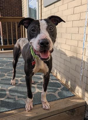 Simon, 31 Flavors Mixes, adult, available for adoption