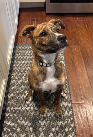 Lumi, Bulldog, puppy, available for adoption