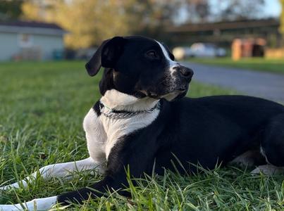 Jax, 31 Flavors Mixes / Boxer, adult, available for adoption