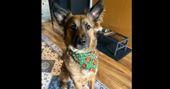 Apollo, German Shepherd Dog, adult, available for adoption