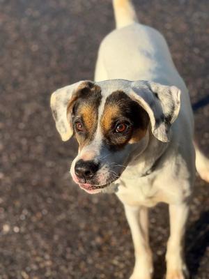 Benji, 31 Flavors Mixes, young, available for adoption