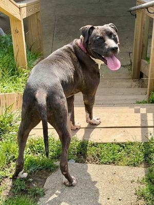 Minnie, Pit Bull Terrier / 31 Flavors Mixes, adult, available for adoption