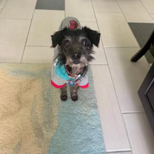 A small dog wearing a colorful sweater, sitting on a rug.