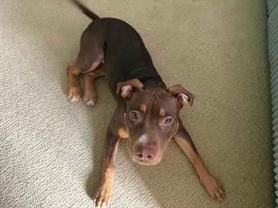 A brown and black dog lying on a carpeted floor, looking up at the camera.