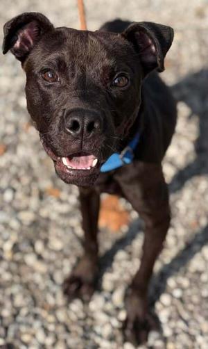 Nacho, Labrador Retriever / Pit Bull Terrier, young, available for adoption