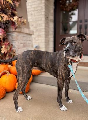 DJ fka Taylin, Hounds (All Types), adult, available for adoption