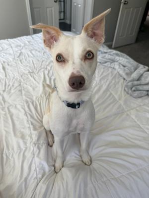 A white dog with brown eyes and a black collar sitting on a white bedspread.