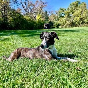 Elvira, 31 Flavors Mixes / Feist, adult, available for adoption