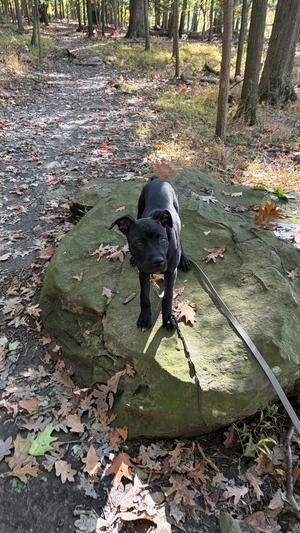 A black dog on a leash standing on a large rock in a forest.