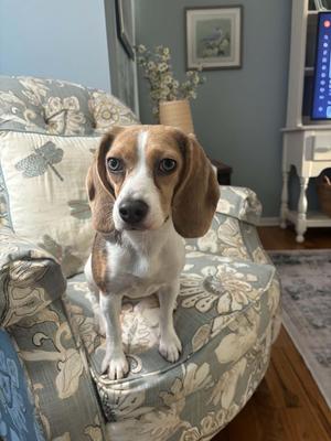 Daisy, Beagle, puppy, available for adoption