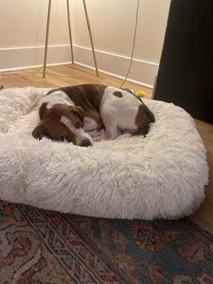 Pete, Beagle / 31 Flavors Mixes, adult, available for adoption