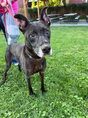 Abigail, 31 Flavors Mixes, adult, available for adoption